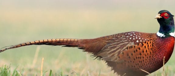 Game bird - Dymond